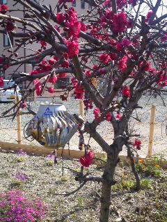 mini_110330_14440001.jpg