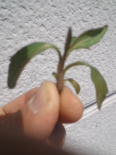 mini_110331_1307.jpg