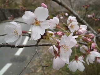 110403_1502~020001.jpg