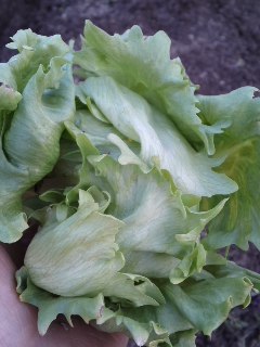 mini_110429_1831.jpg