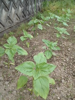 mini_110516_1743.jpg