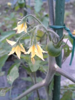 mini_110603_1902.jpg