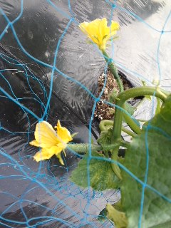 mini_110602_1740.jpg