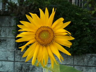 mini_110715_18200001.jpg
