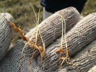 mini_111221_11290002.jpg