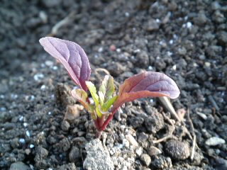 mini_120117_16130001.jpg