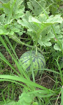 090707_1007~0001.jpg