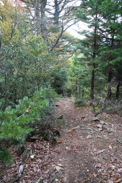 紅葉の鬼面山(信州100名山)登山
