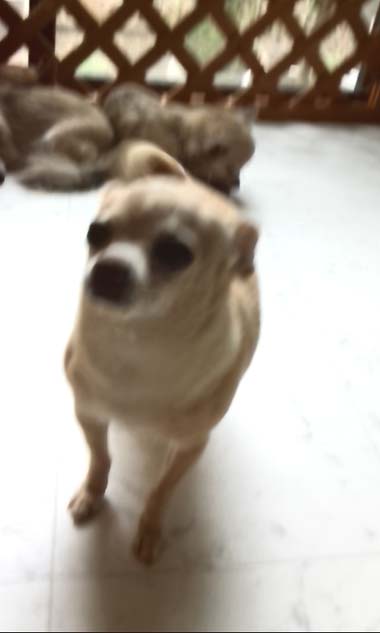 バニラちゃん1