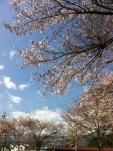 sakura3