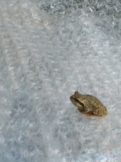 かえる