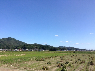 篠山黒豆畑