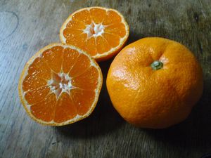 青島みかん4.jpg