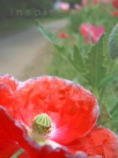 携帯待受 Cheap Change