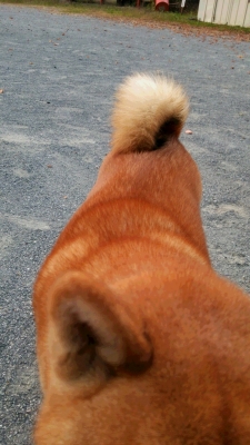 おいで