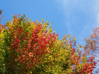 LB111275.JPG