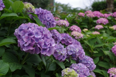 IMGP1037.JPG