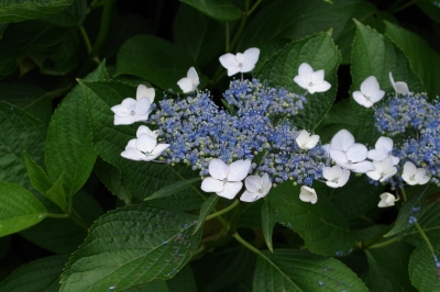 IMGP1059.JPG