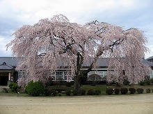 杵原桜