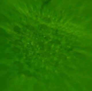 ボールレンズの顕微鏡