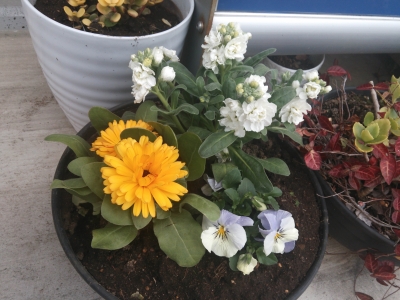 玄関花2