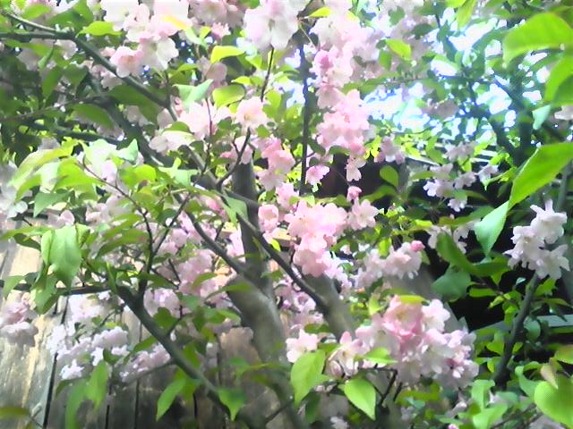 20120418海棠桜