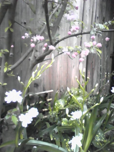 20120418しゃが