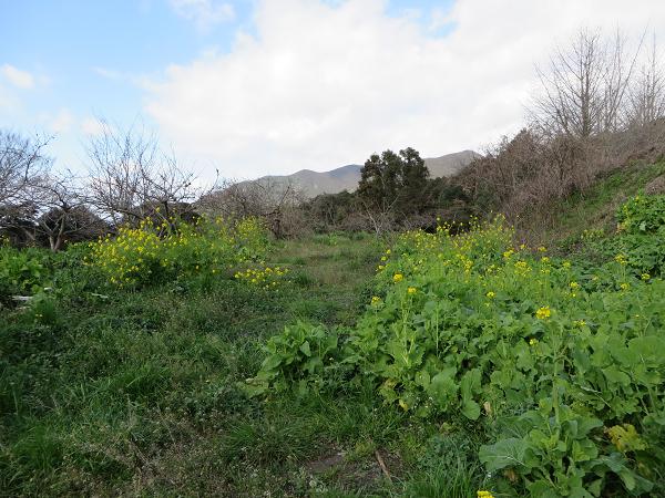菜の花 遠景湯川山.jpg