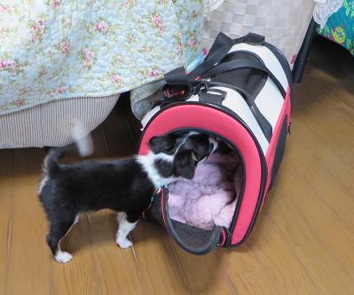 これルナちゃんの家?.jpg
