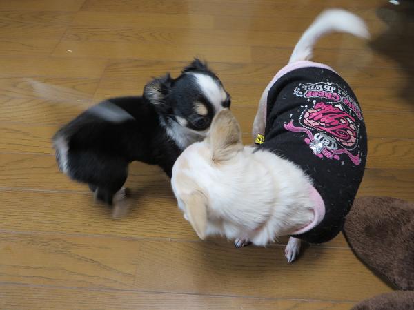 ボクちゃちゃ丸と申します.jpg