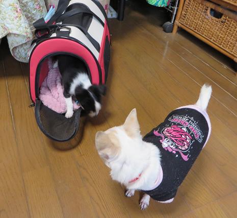 私のうちなんですけど〜〜?.jpg