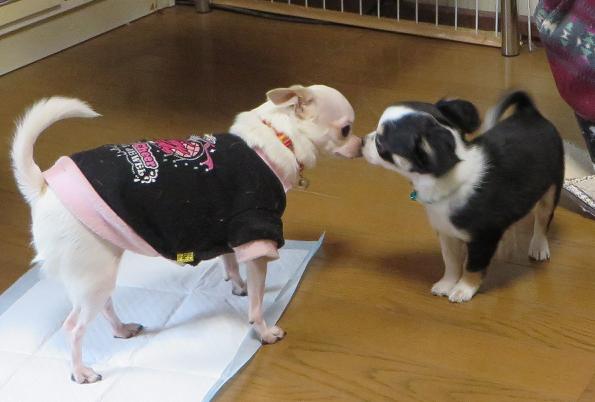 キッス.jpg