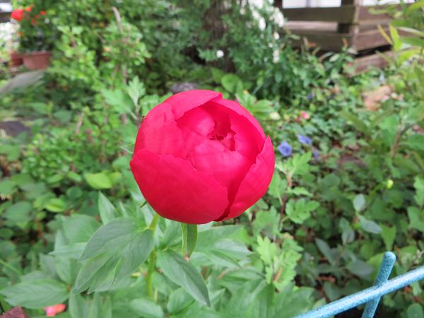 牡丹2開花前.jpg