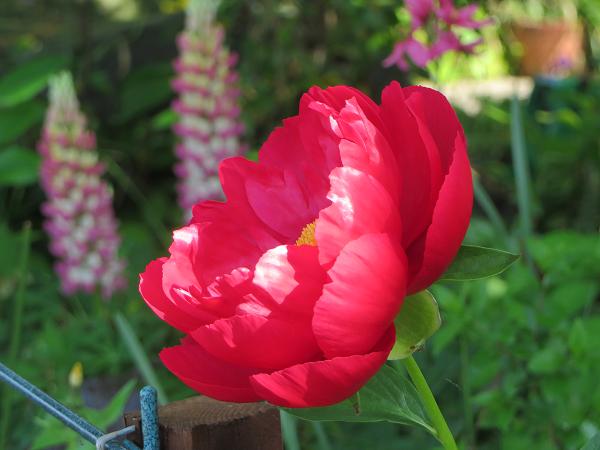 開花2.jpg