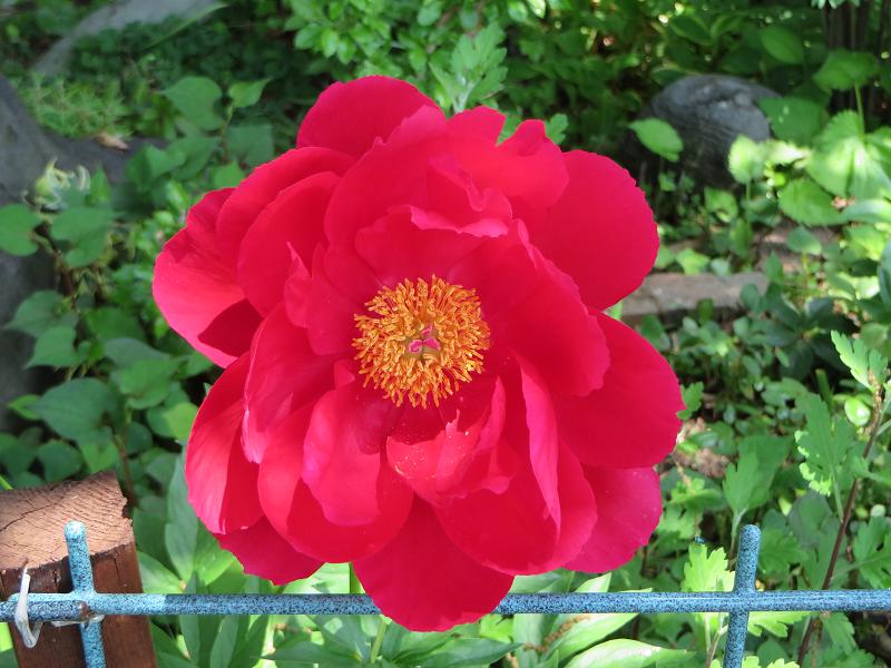 開花3.jpg