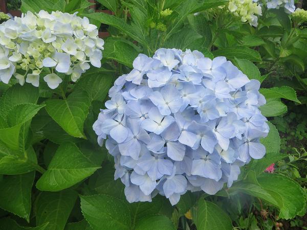 アジサイの花.jpg