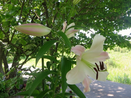 百合開花.JPG