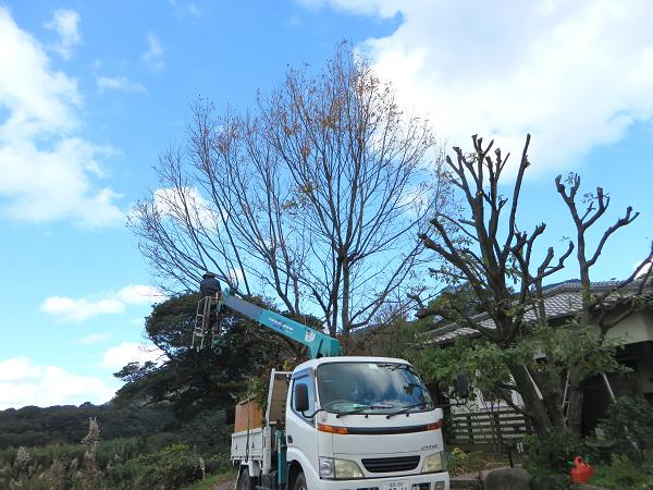 くぬぎ3.jpg
