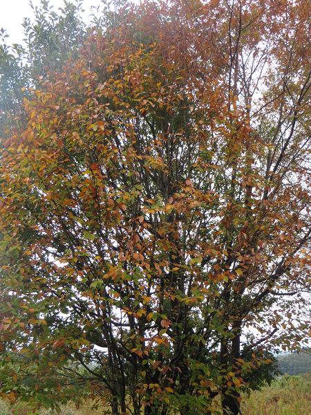 ブナの紅葉.jpg