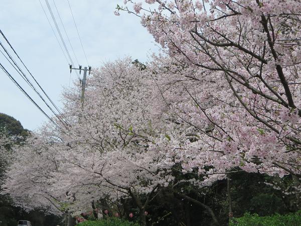 沿道1.jpg