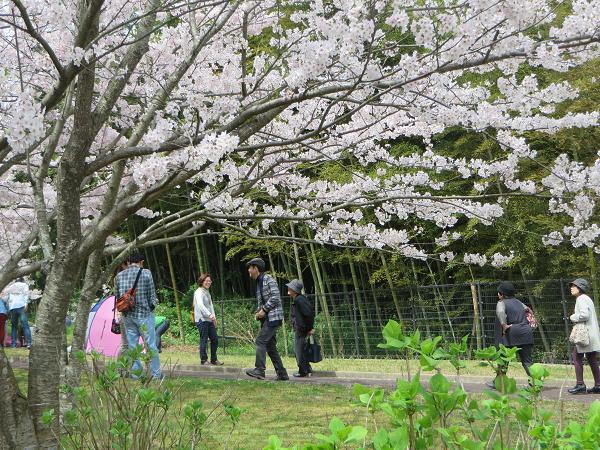 花見.jpg
