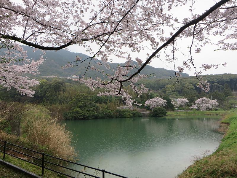 湖水と桜1.jpg