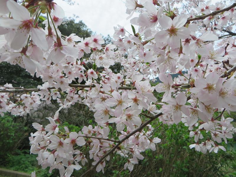 桜.jpg