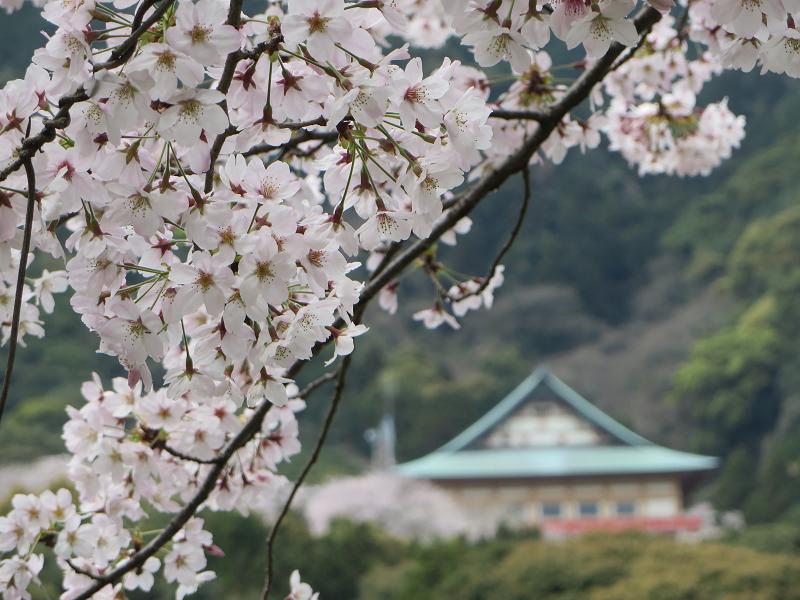 桜2.jpg