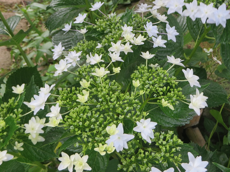 すみだの花火.jpg