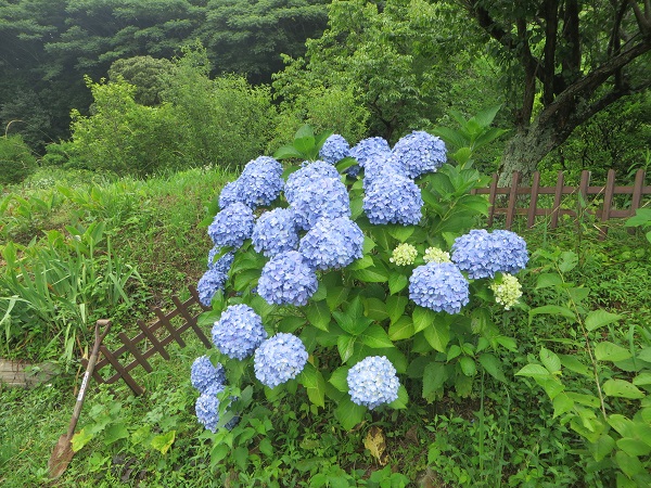 斜面のアジサイ.jpg