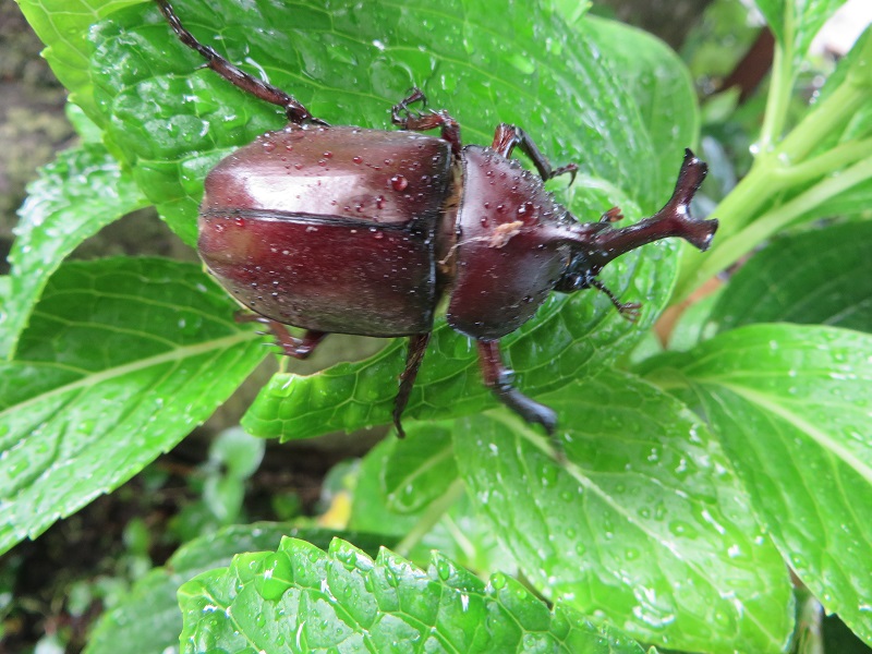 カブトムシ1.jpg