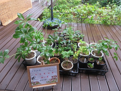 山野草苗.jpg