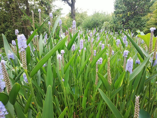 水辺の植物.jpg