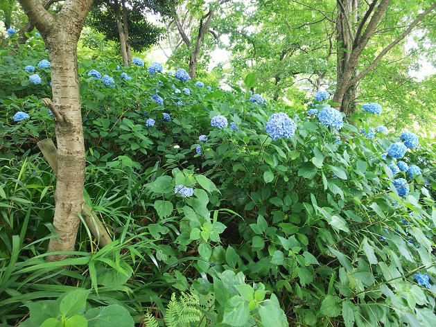 青アジサイ1.jpg